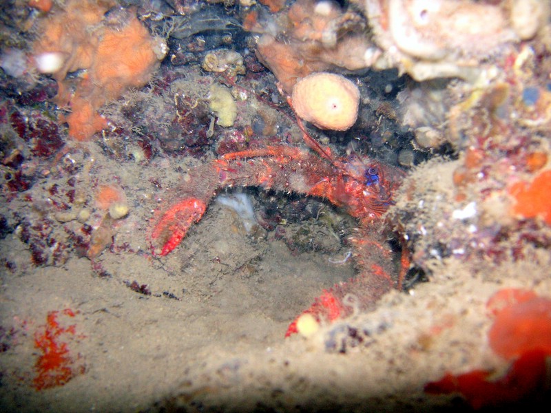 ElbaGian_061209 (12).JPG