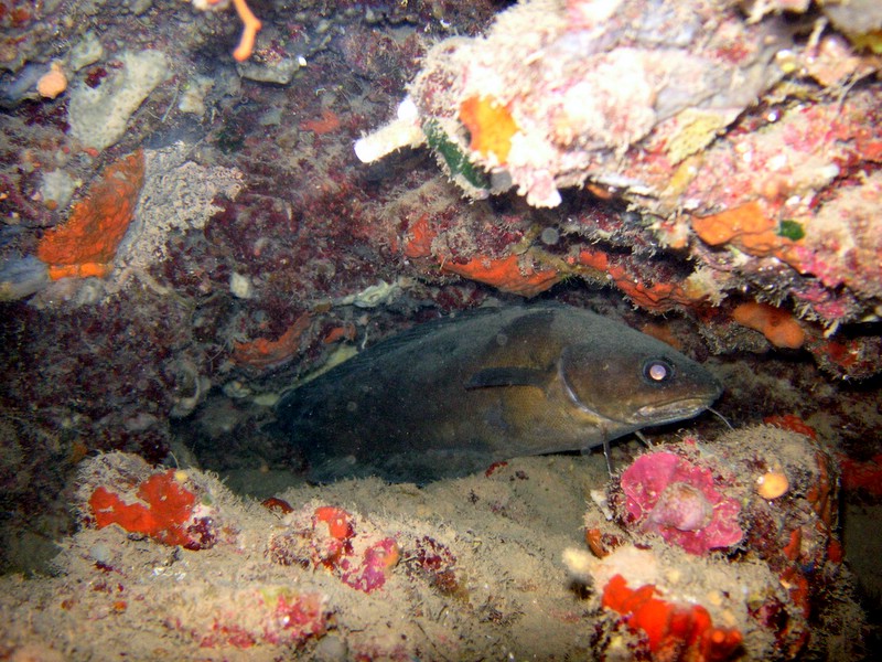 ElbaGian_061209 (18).JPG