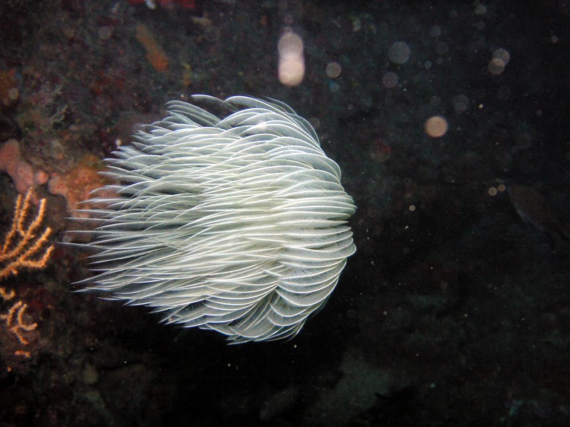 ElbaGian_061209 (26).JPG