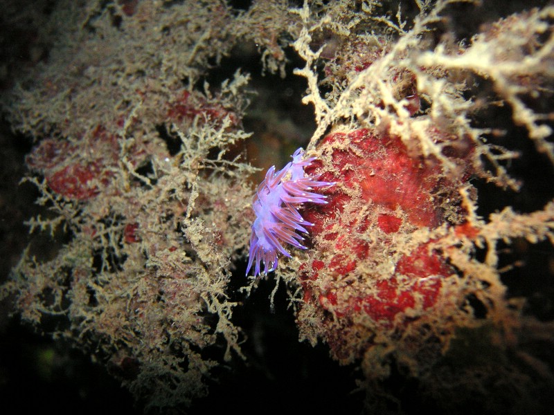 ElbaGian_061210 (4).JPG