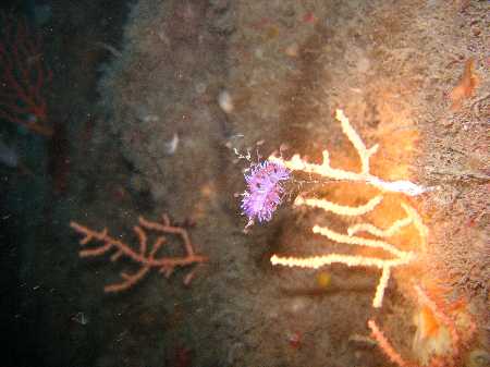 Palinuro060422 (18).JPG