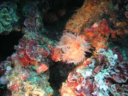 Palinuro060422 (38).JPG