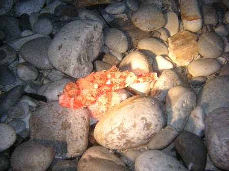 Palinuro060422 (46).JPG