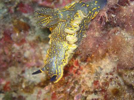 Palinuro060422 (52).JPG