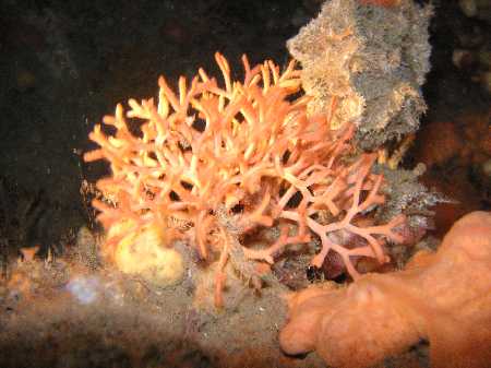 Palinuro060422 (9).JPG