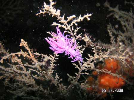 Palinuro060423 (27).JPG