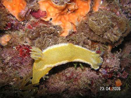 Palinuro060423 (34).JPG