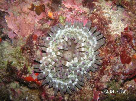 Palinuro060423 (39).JPG