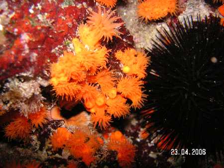 Palinuro060423 (50).JPG