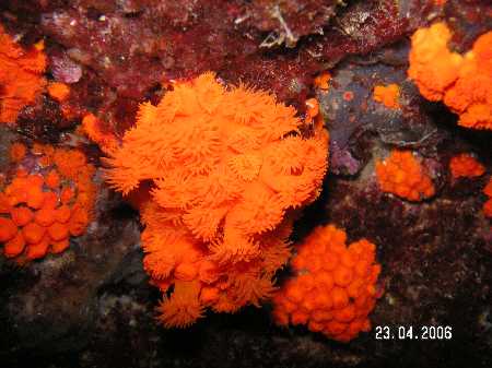 Palinuro060423 (55).JPG