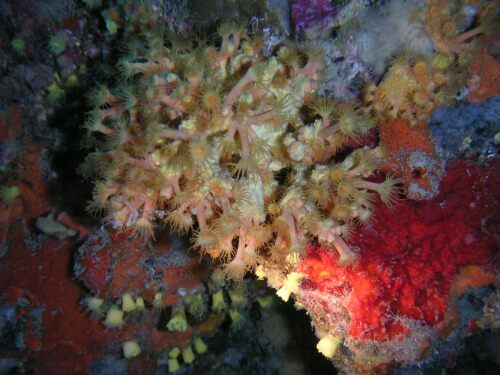 tremiti_07_mar (20).jpg