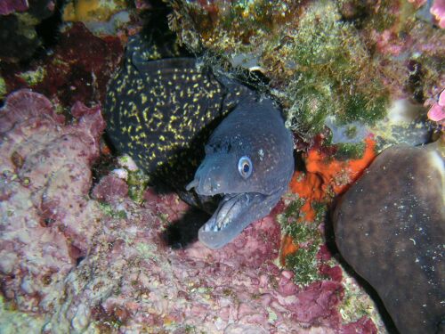 tremiti_07_mar (31).jpg