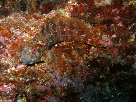 Croazia 2006 blennide.jpg