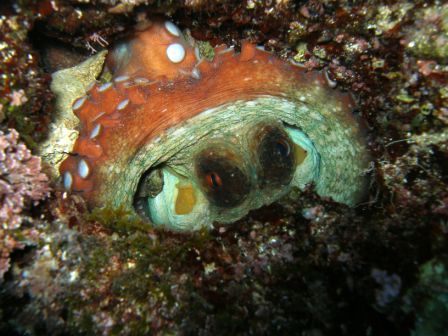 Croazia 2006 polpo.jpg