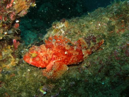 Croazia 2006 scorfano.jpg