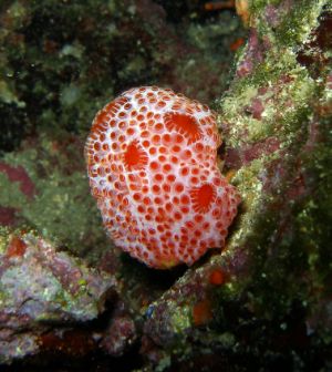 Croazia 2006 spugna.jpg