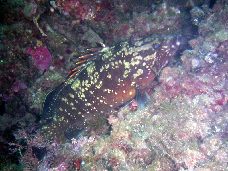 070602_portofino (17).JPG