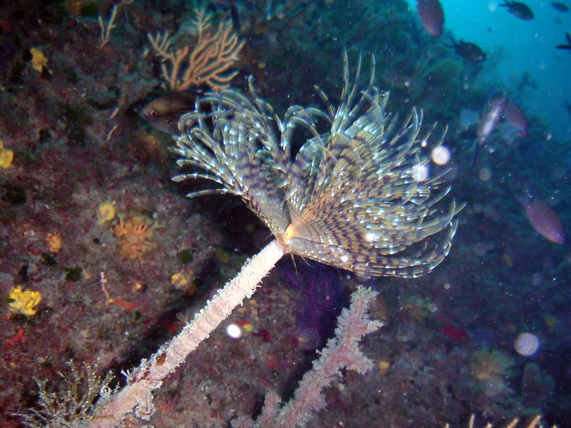 070602_portofino (6).JPG