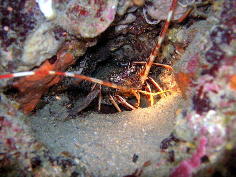 portofino_gian_070603 (10).JPG