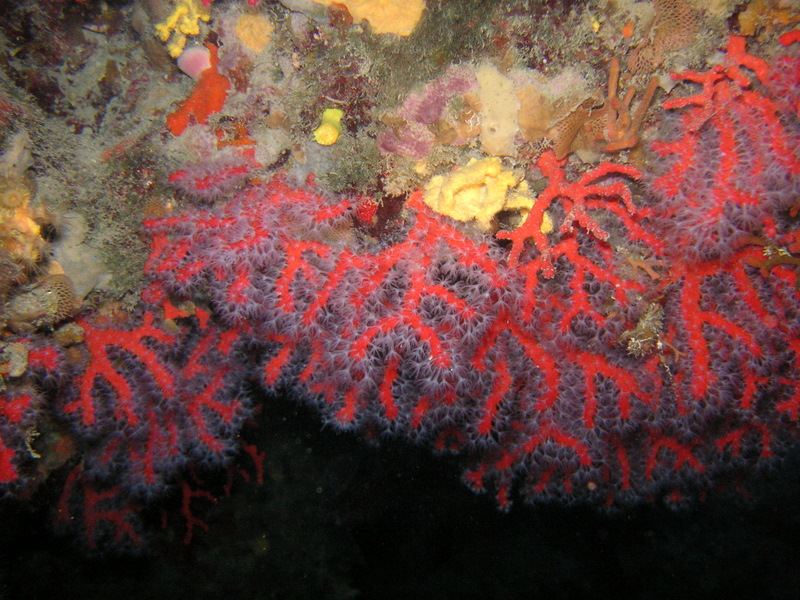 portofino_gian_070603 (15).JPG