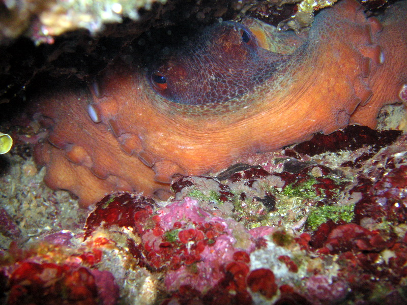 portofino_gian_070603 (26).JPG