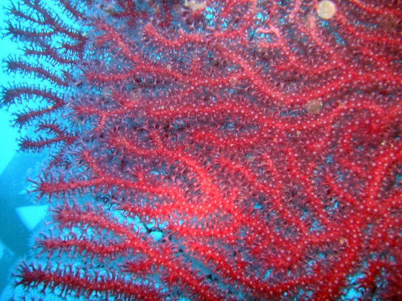 portofino_gian_070603 (33).JPG