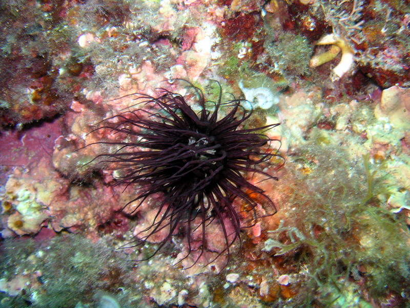 portofino_gian_070603 (48).JPG