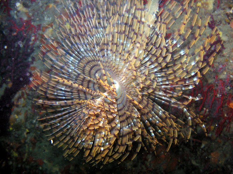 portofino_gian_070603 (5).JPG