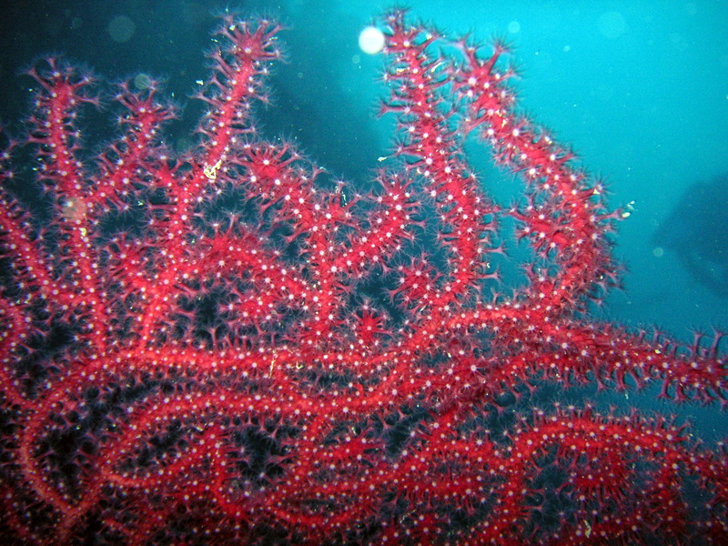 portofino_gian_070603 (6).JPG